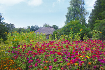 Flowers in the garden of the Ukrainian house