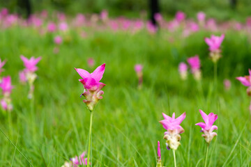 A field of wild Siam tulips blossoms in Pa Hin Ngam National Park, Chaiyaphum province Thailand.