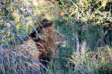 Obraz na płótnie Canvas Lion sitting and resting among the African savannah of the Kruguer National Park in South Africa, is the perfect park for safaris and tourism, where you will enjoy the wildlife of African animals.