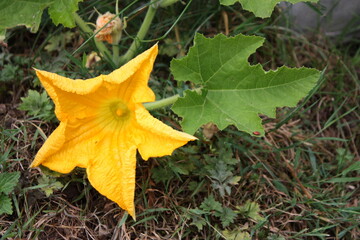 Gelbe Kürbisblüte mit Blatt