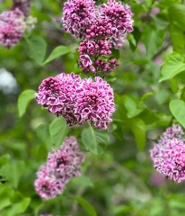flowers in the garden