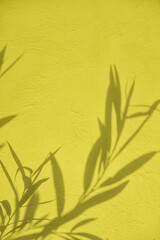 Abstract grass leaves shadows on greenish yellow concrete wall texture with roughness and irregularities. Abstract nature concept background. Copy space for text overlay poster mockup flat lay 