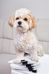 Maltipoo Puppy sits on a stack of office papers fastened with black binders