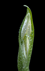 My particular vision of the Nature that surrounds me!