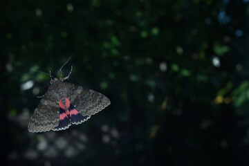 Wstęgówka wydana (Catocala elocata), duża piękna ćma o kolorowych spodnich skrzydłach,...