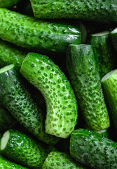 Many freshly picked green cucumbers. Cucumber harvest. Cucumder background. Top view.