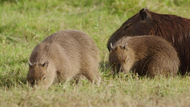 Adult and two juvenile capybaras feeding together on grass; Ibera National Park, Argentina