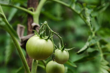 Brunch with unripe green tomatoes. Homegrowth tomatoes. Organic tomato in a garden. Rich harvest concept.