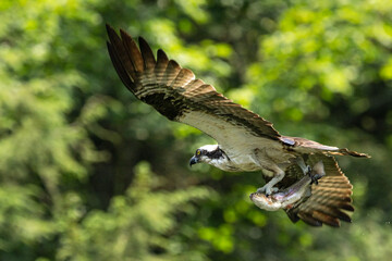 Osprey with Trout