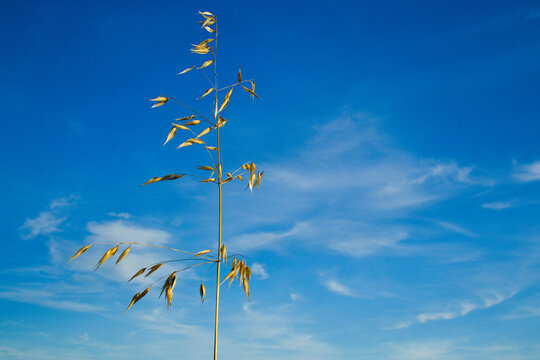 oats against the blue sky, owies na tle błękitnego nieba