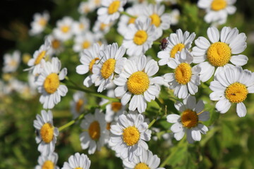 small daisies in the garden, summer