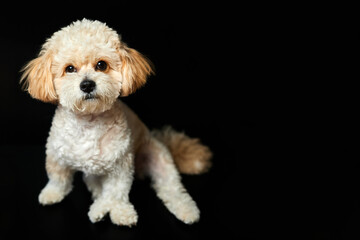 A portrait of beige Maltipoo puppy on a black background. Adorable Maltese and Poodle mix Puppy
