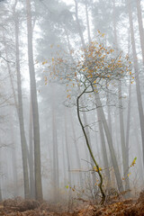 Lonely tree on misty morning in the forest, Niepołomicki Forest near Bochnia / Krakow