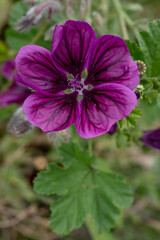 Obraz premium Blüte