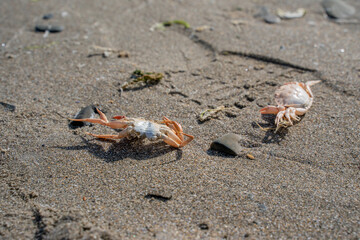close up of crusteons crabs washed up on the beach with the incoming tide and scavenged by gulls