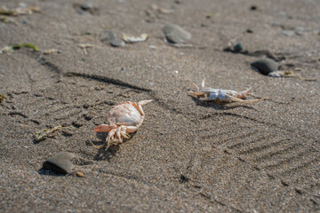 crabs washed up on the beach with the incoming tide and scavenged by gulls