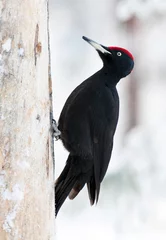 Foto auf Leinwand Zwarte Specht, Black Woodpecker, Dryocopus martius © Marc