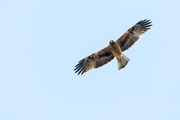 Fototapeten Booted Eagle, Dwergarend, Hieraaetus pennatus © Marc