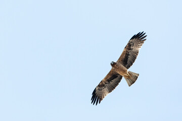 Booted Eagle, Dwergarend, Hieraaetus pennatus