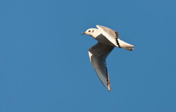 Kleine Kokmeeuw, Bonaparte's Gull, Larus Philadelphia