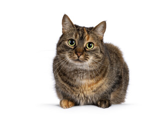 Sweet tortie house cat, laying down facing front. Looking towards camera. Isolated on a white background.
