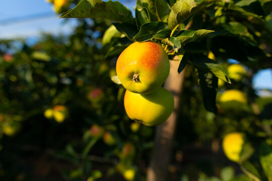 Manzanas en un manzano al atardecer