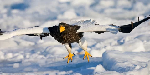 Foto auf Leinwand Stellers Sea-eagle adult flying  Steller-zeearend volwassen vliegend © Marc
