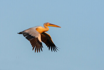 Great White Pelican, Pelecanus onocrotalus