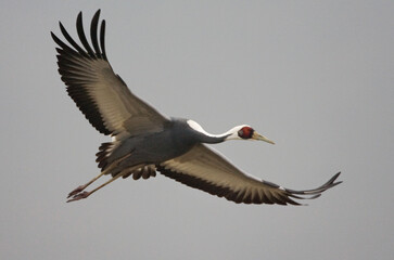 White-naped Crane, Witnekkraanvogel, Grus vipio