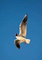 Common Black-headed Gull, Croicocephalus ridibundus, in flight.