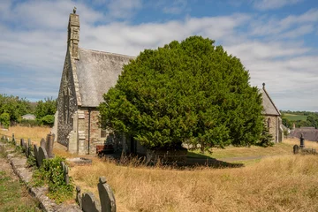 Poster ancient old traditional yew tree in a church yard in Wales UK © Cliff