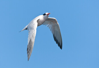 Immature  Elegant Tern, Thalasseus elegans, in flight