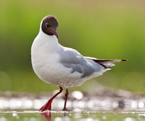 Kokmeeuw, Common Black-headed Gull, Croicocephalus ridibundus