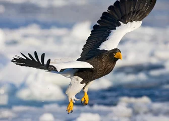 Foto auf Leinwand Stellers Sea-eagle, Steller-zeearend, Haliaeetus pelagicus © Marc