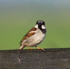 Obraz premium House Sparrow, Passer domesticus, male perched on a bench.