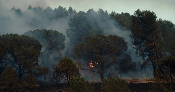 Wildfire in mountain forest on summer in natural park. Pine trees is burning with fire flames and strong smoke. Ecology issue and pollution on climate change. Manresa, Spain on July 2022