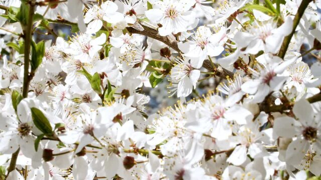 Video of the blossoming of white petals of on a cherry tree close up. Sunlight and shadow on spring flowers. Macro shoot. High quality 4k footage