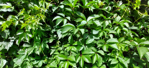 Fototapeta na wymiar Sunny background of green ivy leaves.