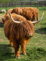 Highland Scottish breed of rustic cattle. Furry cows eat fresh grass in paddock.