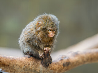 Fluffy pygmy marmoset is perching on tree branch. Portrait of one of world's smallest monkey.