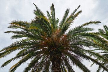 Fototapeta na wymiar Tropical palm tree against the blue sky