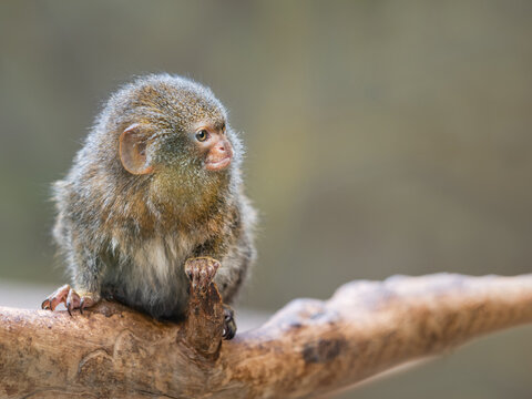 Fluffy pygmy marmoset is perching on tree branch. Portrait of one of world's smallest monkey. Copy space.