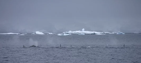 Fotobehang Orka, Killer Whale, Orcinus orca © Marc