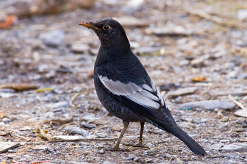 Male Grey-winged Blackbird, Turdus boulboul, standing on the ground.