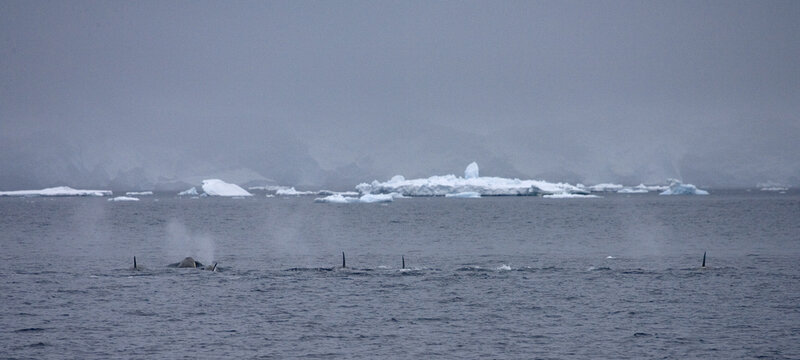 Orka, Killer Whale, Orcinus orca