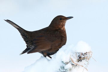 Female Eurasian Blackbird, Turdus merula, perched in the snow.