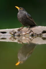 Foto op Aluminium Merel, Common Blackbird, Turdus merula © Marc