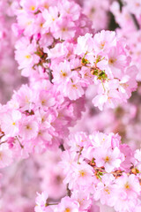 Fototapeta na wymiar Spring branches of blossoming cherry, Pink sakura flowers