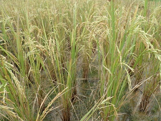 Paddy yellowing, ducking and waving in the rice field or paddy field, ready to harvest.