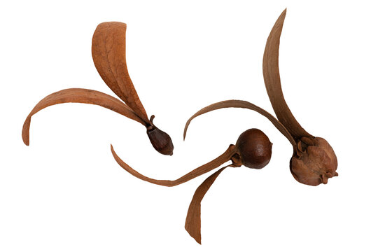 Dried Dipterocarpus alatus,Dipterocarpus turbinatus and  Dipterocarpus Obtusifolius Teijsm fruits isolated on white background with clipping path.